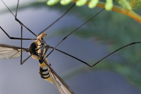 Crane Fly (zb) (Tipulidae sp)